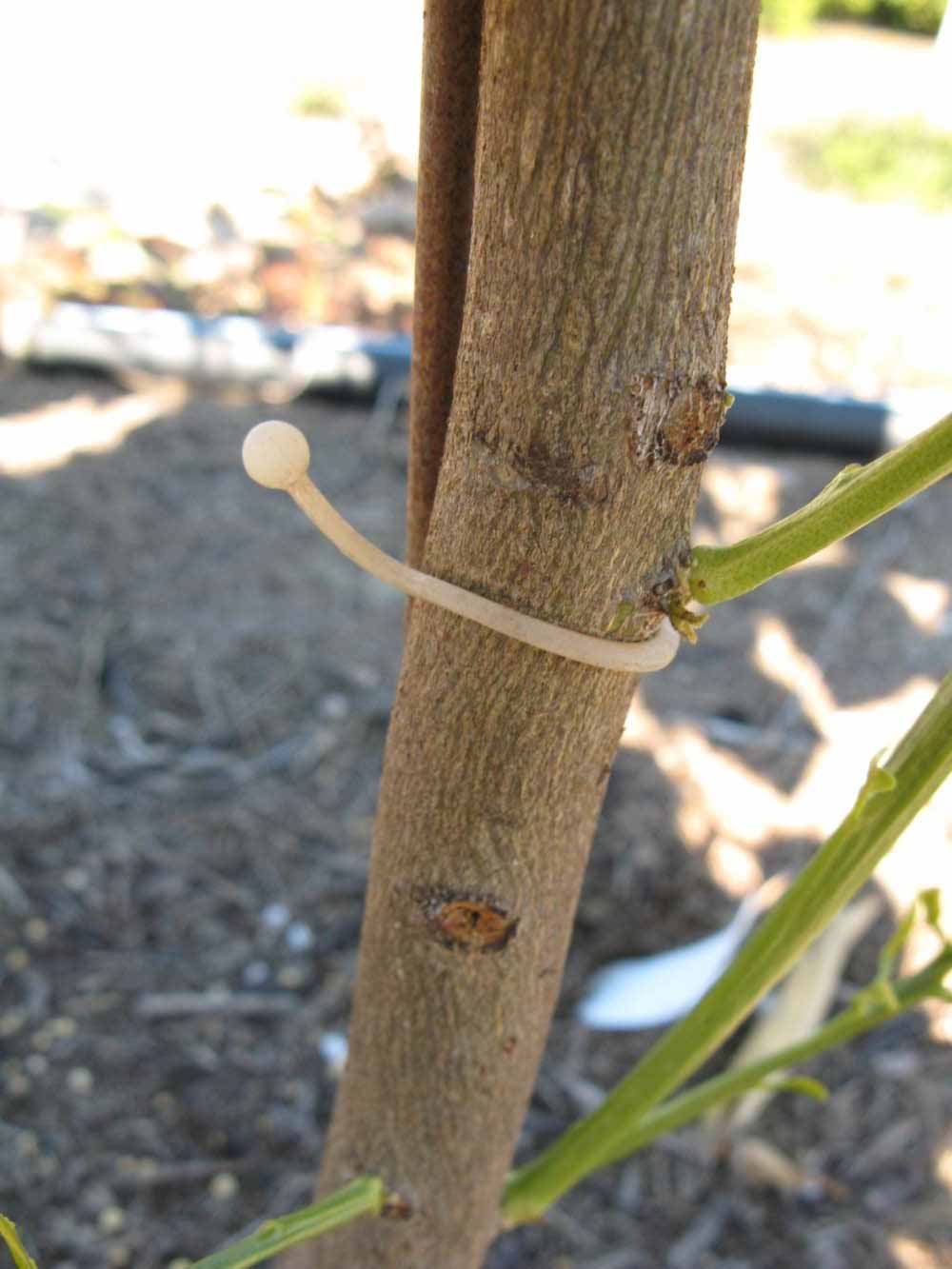              Bark (Winter Haven, FL)       
